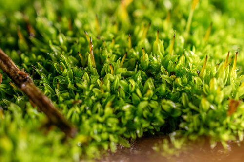 Moss macro